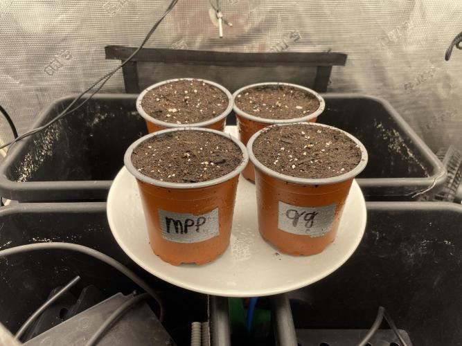 CK, WZ, MPP, Spliff G, 2x4 Autopot. Week 1 - Day 01