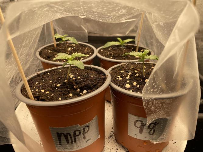 CK, WZ, MPP, Spliff G, 2x4 Autopot. Week 1 - Day 07