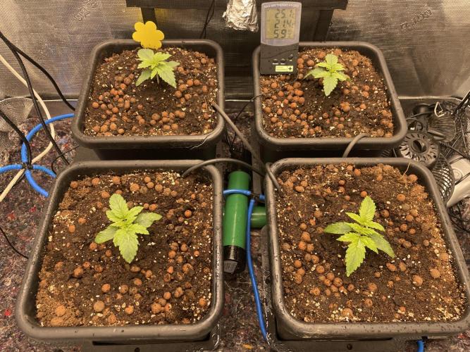 CK, WZ, MPP, Spliff G, 2x4 Autopot. Week 2 - Day 11