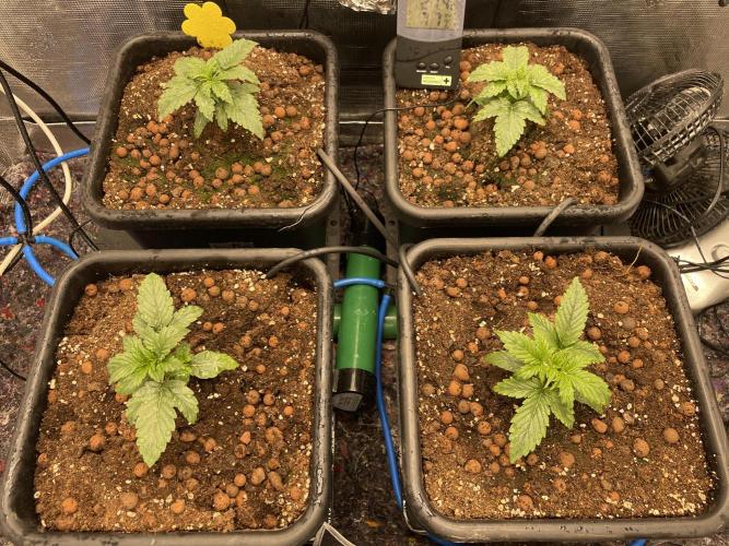 CK, WZ, MPP, Spliff G, 2x4 Autopot. Week 2 - Day 14 