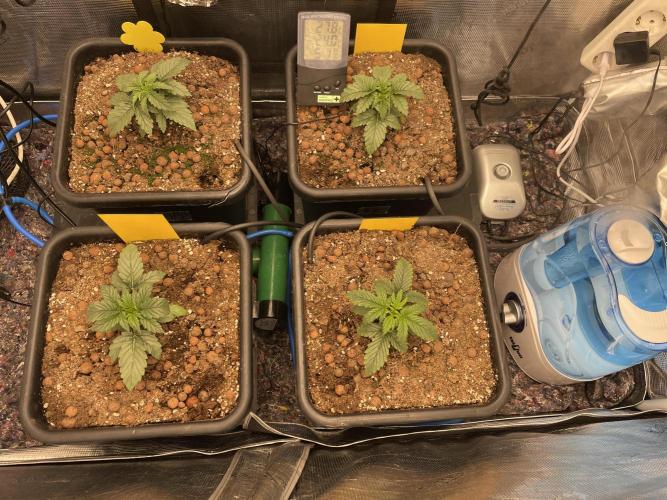 CK, WZ, MPP, Spliff G, 2x4 Autopot. Week 3 - Day 15 Installed new humidifier.