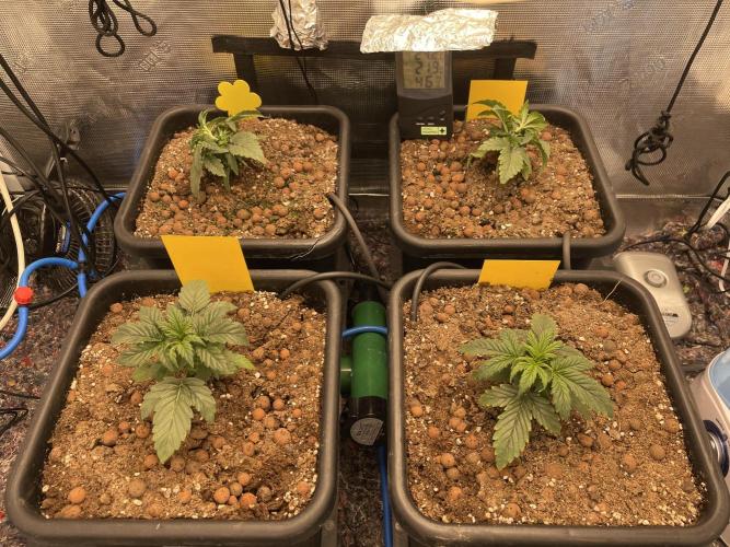 CK, WZ, MPP, Spliff G, 2x4 Autopot. Week 3 - Day 16 I've activated the Autopot airdome (this might've been to soon)