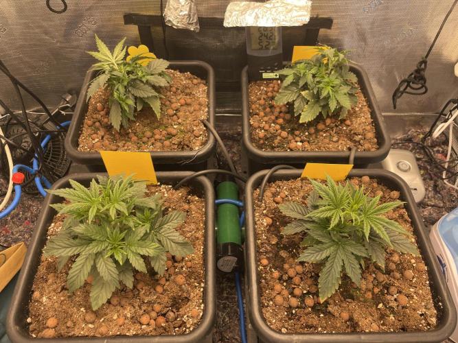 CK, WZ, MPP, Spliff G, 2x4 Autopot. Week 3 - Day 20