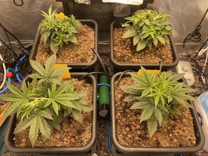 CK, WZ, MPP, Spliff G, 2x4 Autopot. Week 4 - Day 22 The MPP and WZ have started to flower.