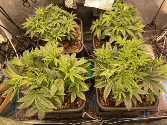 CK, WZ, MPP, Spliff G, 2x4 Autopot. Week 4 - Day 26 All plants have started to flower.