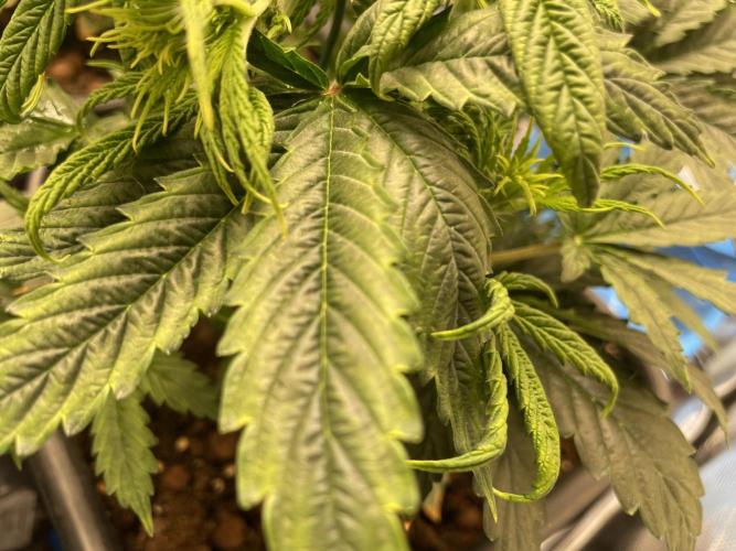 CK, WZ, MPP, Spliff G, 2x4 Autopot. Week 4 - Day 26 Nutrient deficiency problems.