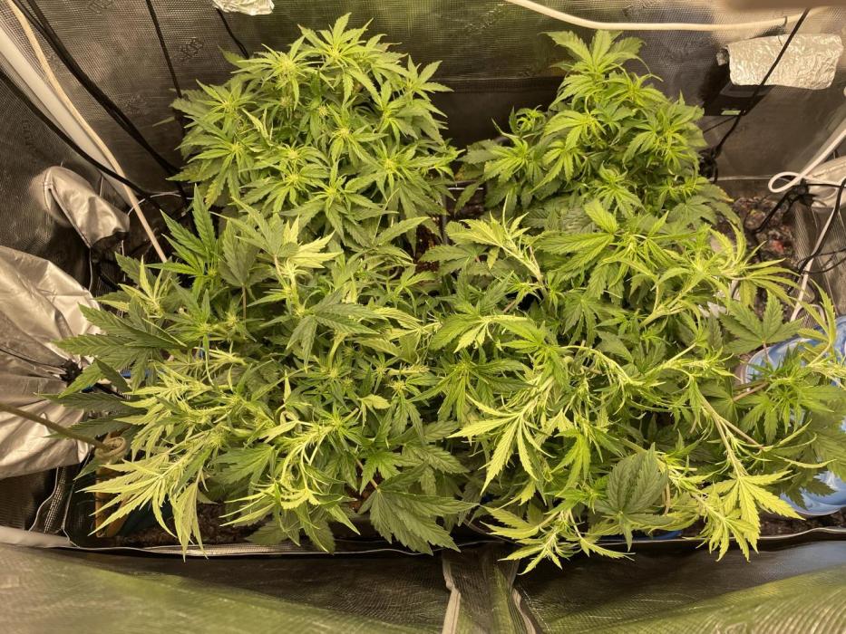 CK, WZ, MPP, Spliff G, 2x4 Autopot. Week 5 - Day 32