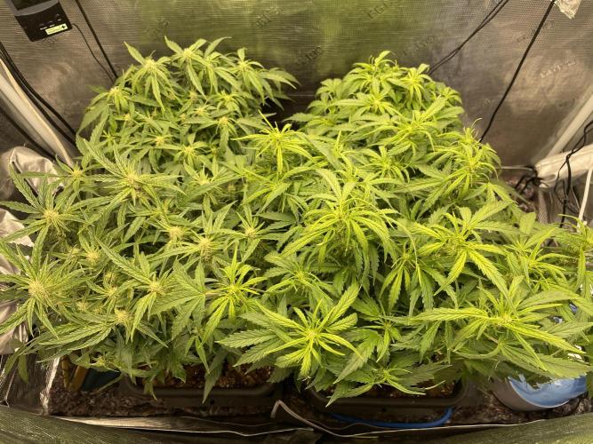 CK, WZ, MPP, Spliff G, 2x4 Autopot. Week 6 - Day 38