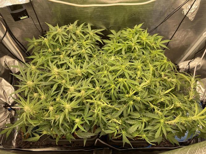 CK, WZ, MPP, Spliff G, 2x4 Autopot. Week 6 - Day 39