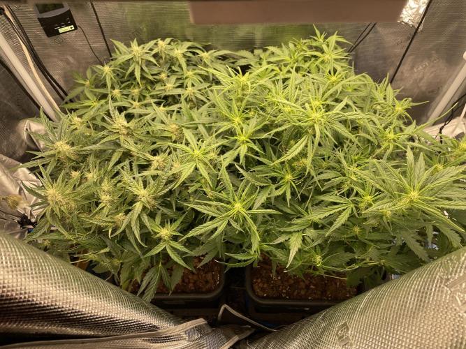 CK, WZ, MPP, Spliff G, 2x4 Autopot. Week 6 - Day 41