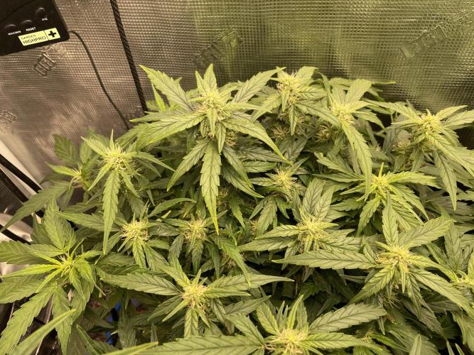 CK, WZ, MPP, Spliff G, 2x4 Autopot. Week 6 - Day 41 Mega Power Plant automatic 