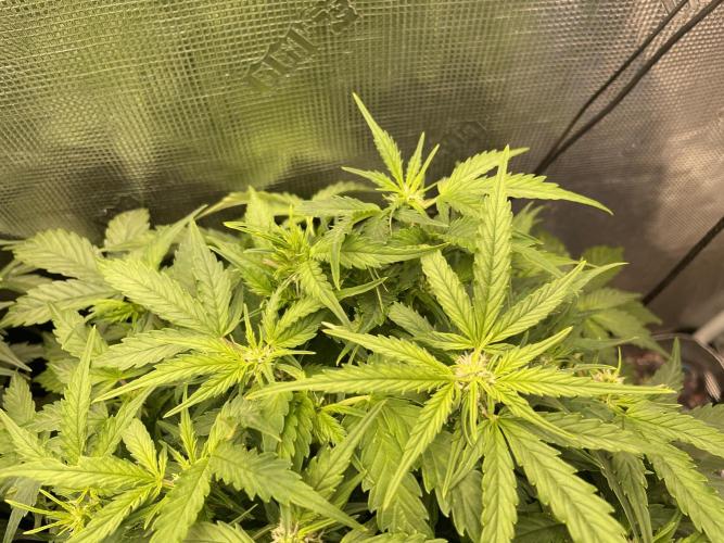 CK, WZ, MPP, Spliff G, 2x4 Autopot. Week 6 - Day 41 Spliff Gorilla automatic 