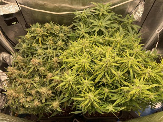 CK, WZ, MPP, Spliff G, 2x4 Autopot. Week 8 - Day 56