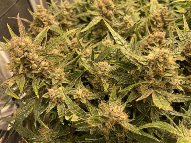 CK, WZ, MPP, Spliff G, 2x4 Autopot. Week 8 - Day 56 Critical Kush auto