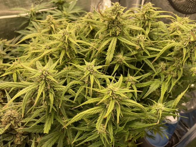 CK, WZ, MPP, Spliff G, 2x4 Autopot. Week 8 - Day 56 Watermelon Zkittlez auto 