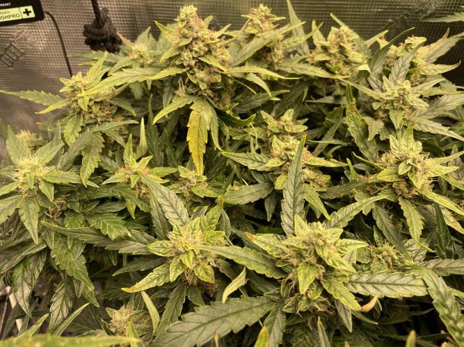 CK, WZ, MPP, Spliff G, 2x4 Autopot. Week 8 - Day 56 Mega Powerplant auto