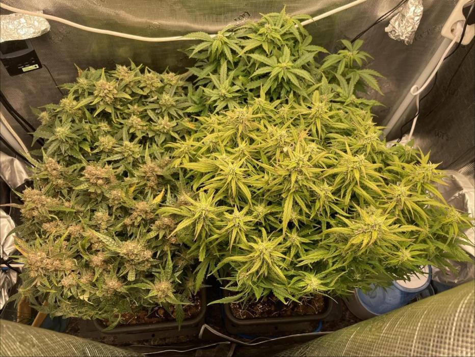 CK, WZ, MPP, Spliff G, 2x4 Autopot. Week 9 - Day 60