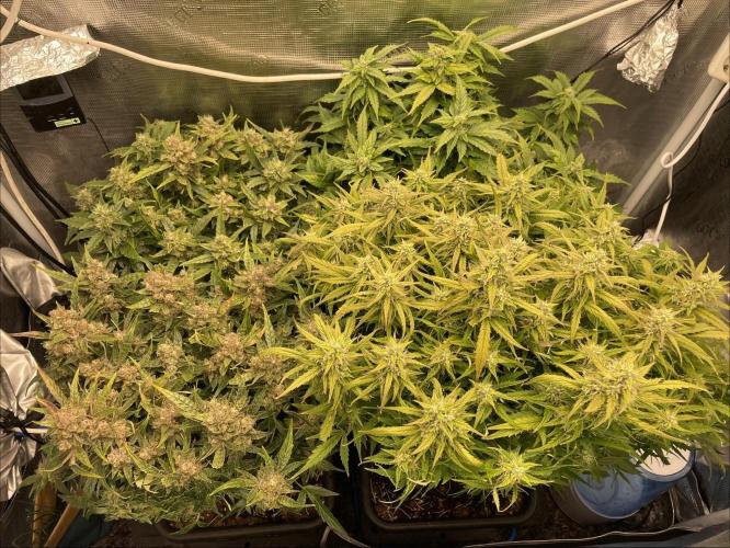 CK, WZ, MPP, Spliff G, 2x4 Autopot. Week 10 - Day 64