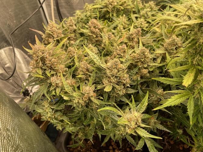 CK, WZ, MPP, Spliff G, 2x4 Autopot. Week 10 - Day 64