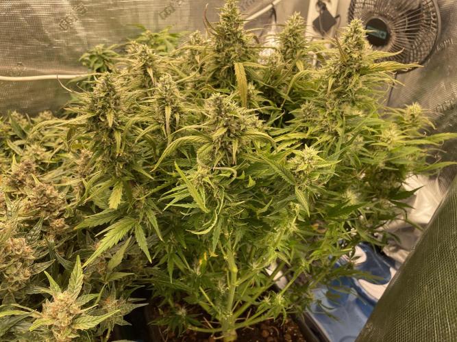 CK, WZ, MPP, Spliff G, 2x4 Autopot. Week 10 - Day 64