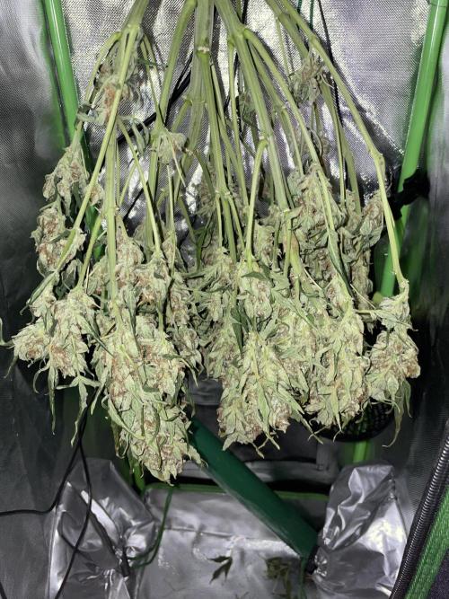 CK, WZ, MPP, Spliff G, 2x4 Autopot. Week 10 - Day 65