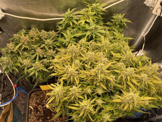 CK, WZ, MPP, Spliff G, 2x4 Autopot. Week 10 - Day 67