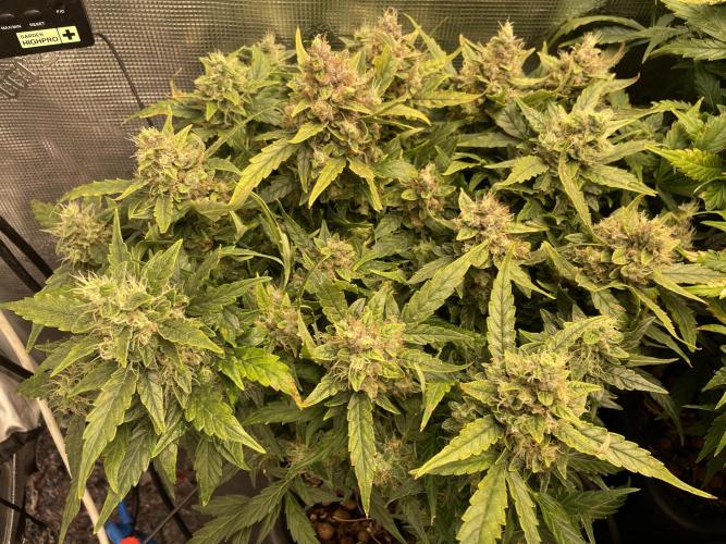 CK, WZ, MPP, Spliff G, 2x4 Autopot. Week 10 - Day 67