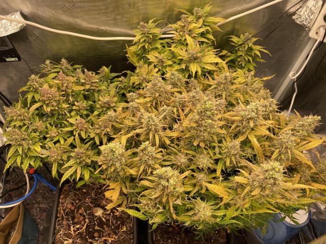 CK, WZ, MPP, Spliff G, 2x4 Autopot. Week 12 - Day 78