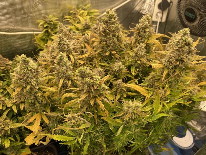 CK, WZ, MPP, Spliff G, 2x4 Autopot. Week 12 - Day 78