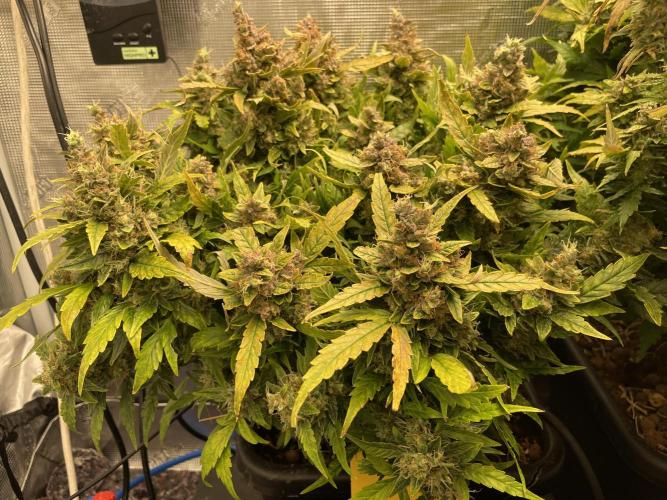 CK, WZ, MPP, Spliff G, 2x4 Autopot. Week 12 - Day 78