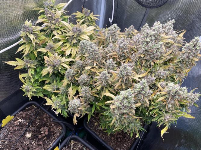 CK, WZ, MPP, Spliff G, 2x4 Autopot. Week 12 - Day 84