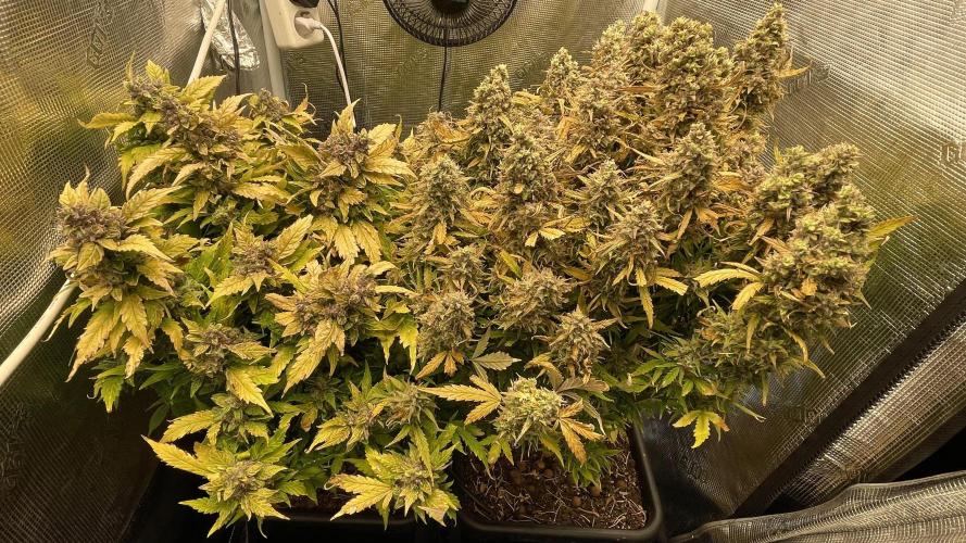 CK, WZ, MPP, Spliff G, 2x4 Autopot. Week 13 - Day 86