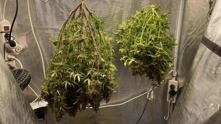 CK, WZ, MPP, Spliff G, 2x4 Autopot. Week 13 - Day 86