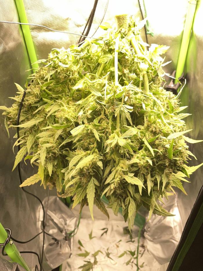 CK, WZ, MPP, Spliff G, 2x4 Autopot. Week 14 - Day 79 Mega Powerplant auto harvest.