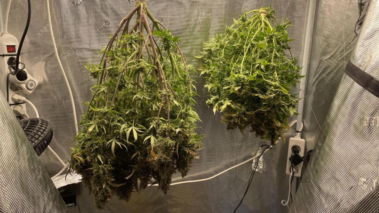 CK, WZ, MPP, Spliff G, 2x4 Autopot. Week 14 - Day 86