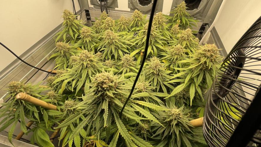 Mokum's Tulip - Dutch Passion GD:001. Week 16 - Day 105