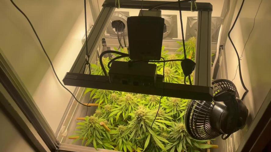 Mokum's Tulip - Dutch Passion GD:001