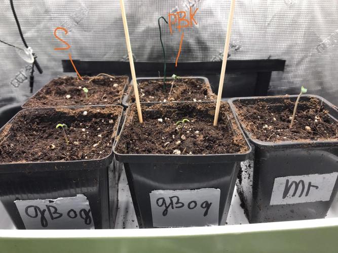 Melonade Runtz, Glueberry OG, PB Kush. Week 1 - Day 02