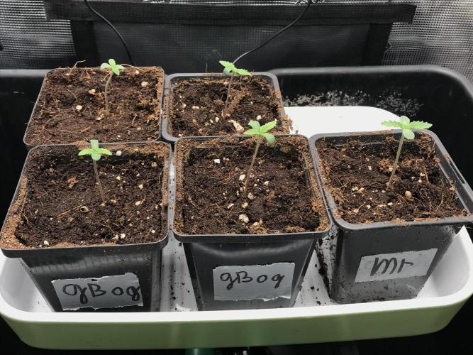 Melonade Runtz, Glueberry OG, PB Kush. Week 1 - Day 04