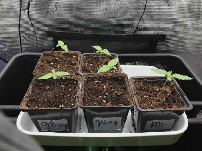 Melonade Runtz, Glueberry OG, PB Kush. Week 1 - Day 06