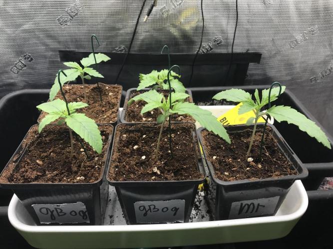 Melonade Runtz, Glueberry OG, PB Kush. Week 2 - Day 09