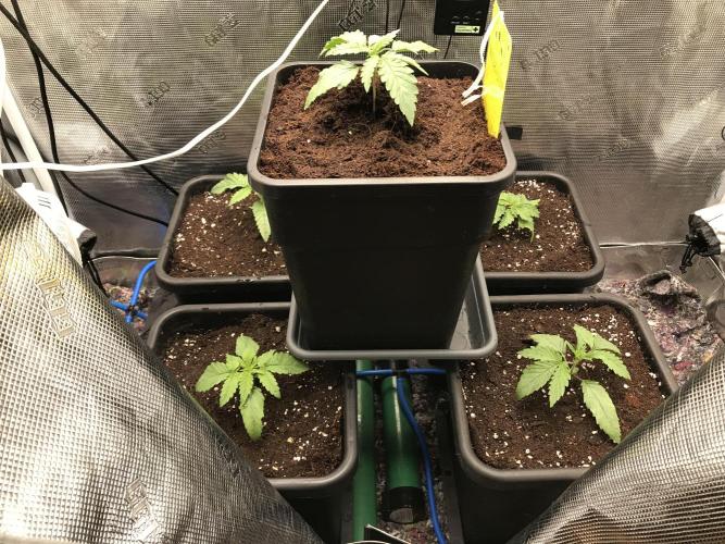 Melonade Runtz, Glueberry OG, PB Kush. Week 2 - Day 12