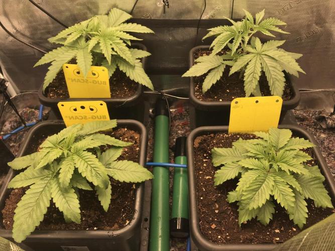 Melonade Runtz, Glueberry OG, PB Kush. Week 3 - Day 17