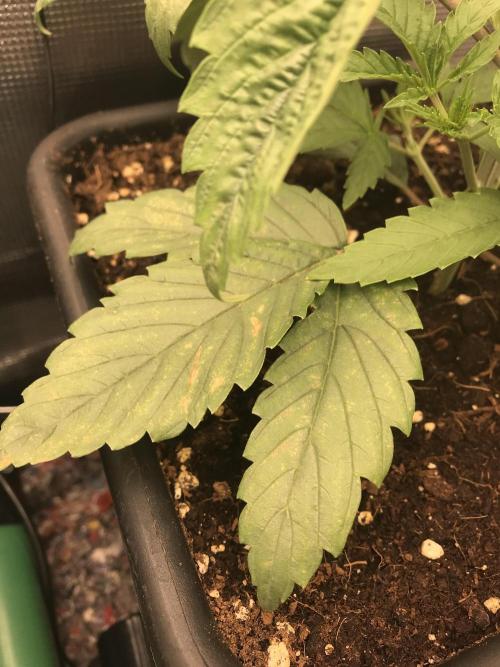 Melonade Runtz, Glueberry OG, PB Kush. Week 3 - Day 18