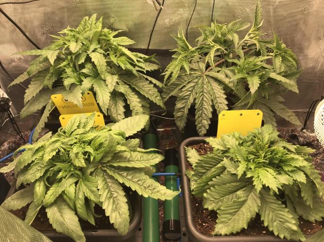 Melonade Runtz, Glueberry OG, PB Kush. Week 4 - Day 22