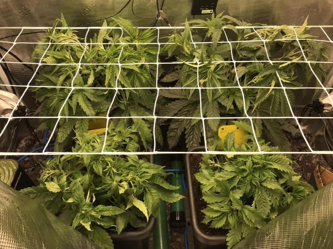 Melonade Runtz, Glueberry OG, PB Kush. Week 4 - Day 25