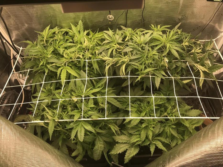 Melonade Runtz, Glueberry OG, PB Kush. Week 5 - Day 31