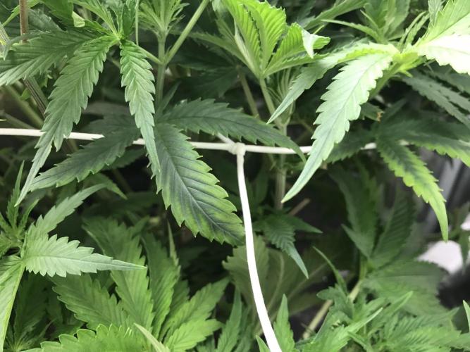 Melonade Runtz, Glueberry OG, PB Kush. Week 6 - Day 39