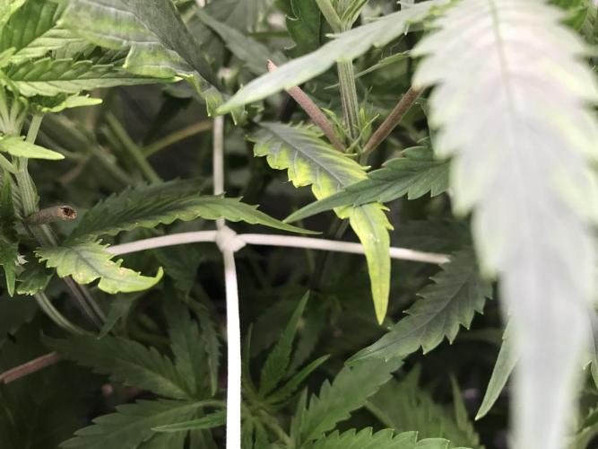 Melonade Runtz, Glueberry OG, PB Kush. Week 6 - Day 39