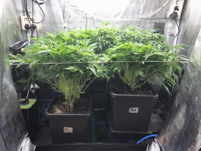 Melonade Runtz, Glueberry OG, PB Kush. Week 6 - Day 41